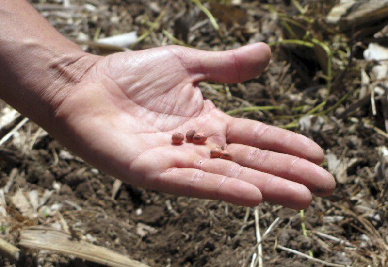 ¿De quién es el derecho sobre las semillas mejoradas?
REUTERS/Nicolas Misculin
