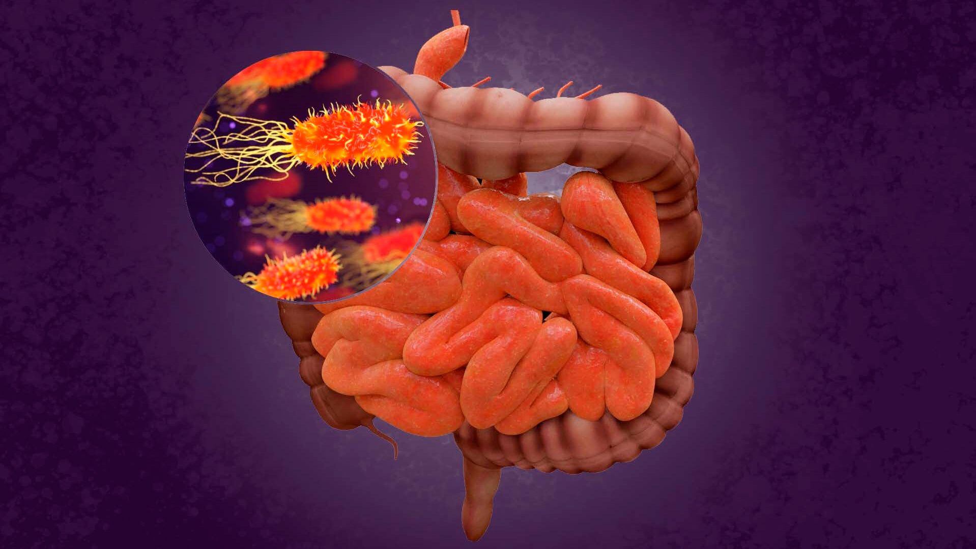 El intestino, hogar de bacterias beneficiosas que, cuando cambian de lugar, pueden causar problemas CSIC 