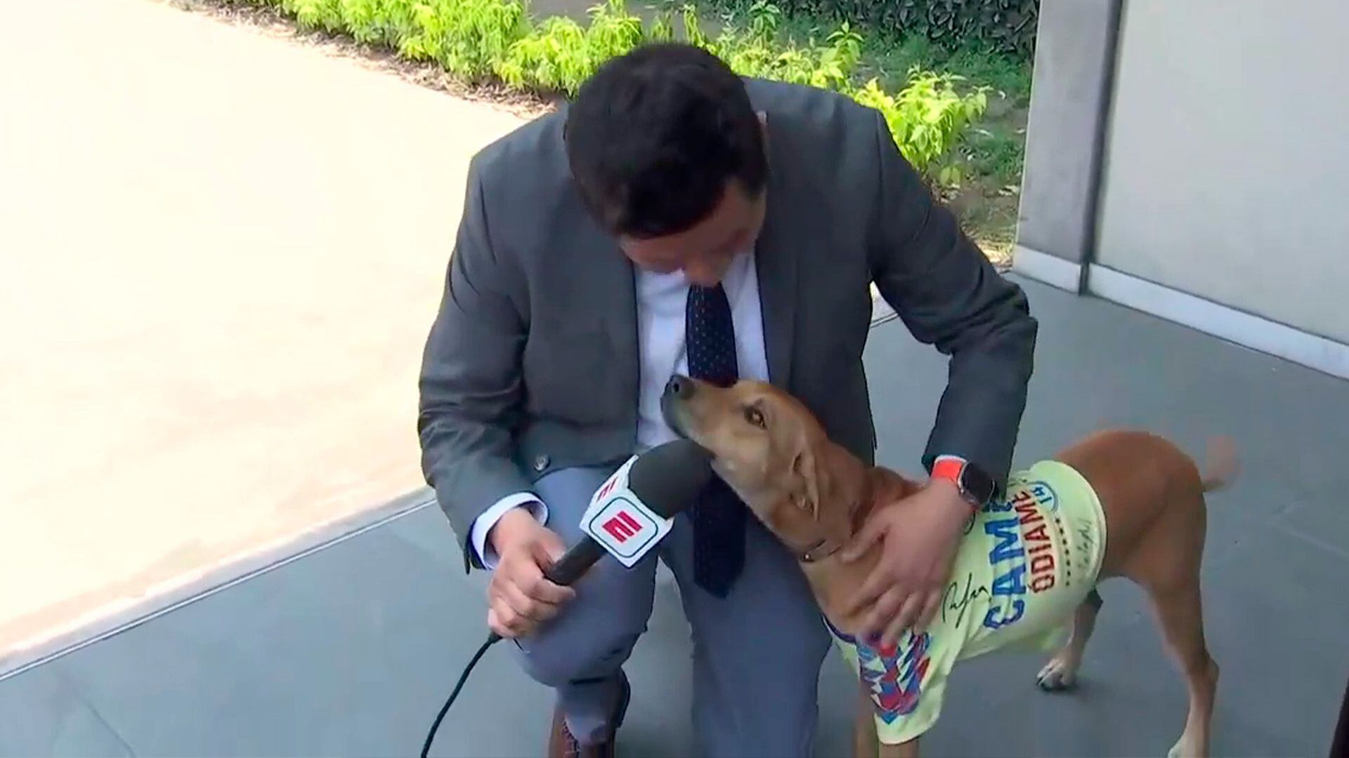 Un perrito con la playera del Club América apareció en transmisión en vivo