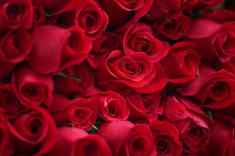 Las rosas se maceran en un cuerpo graso y se reemplazan por flores nuevas cada 24 horas para extraer su esencia (REUTERS/Luisa González)