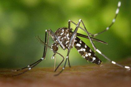 La nueva cepa del zika puede tener potencial epidemia (Foto: AFP)