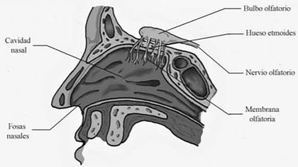 Estructuras anatómicas del sentido del olfato (corte sagital) 