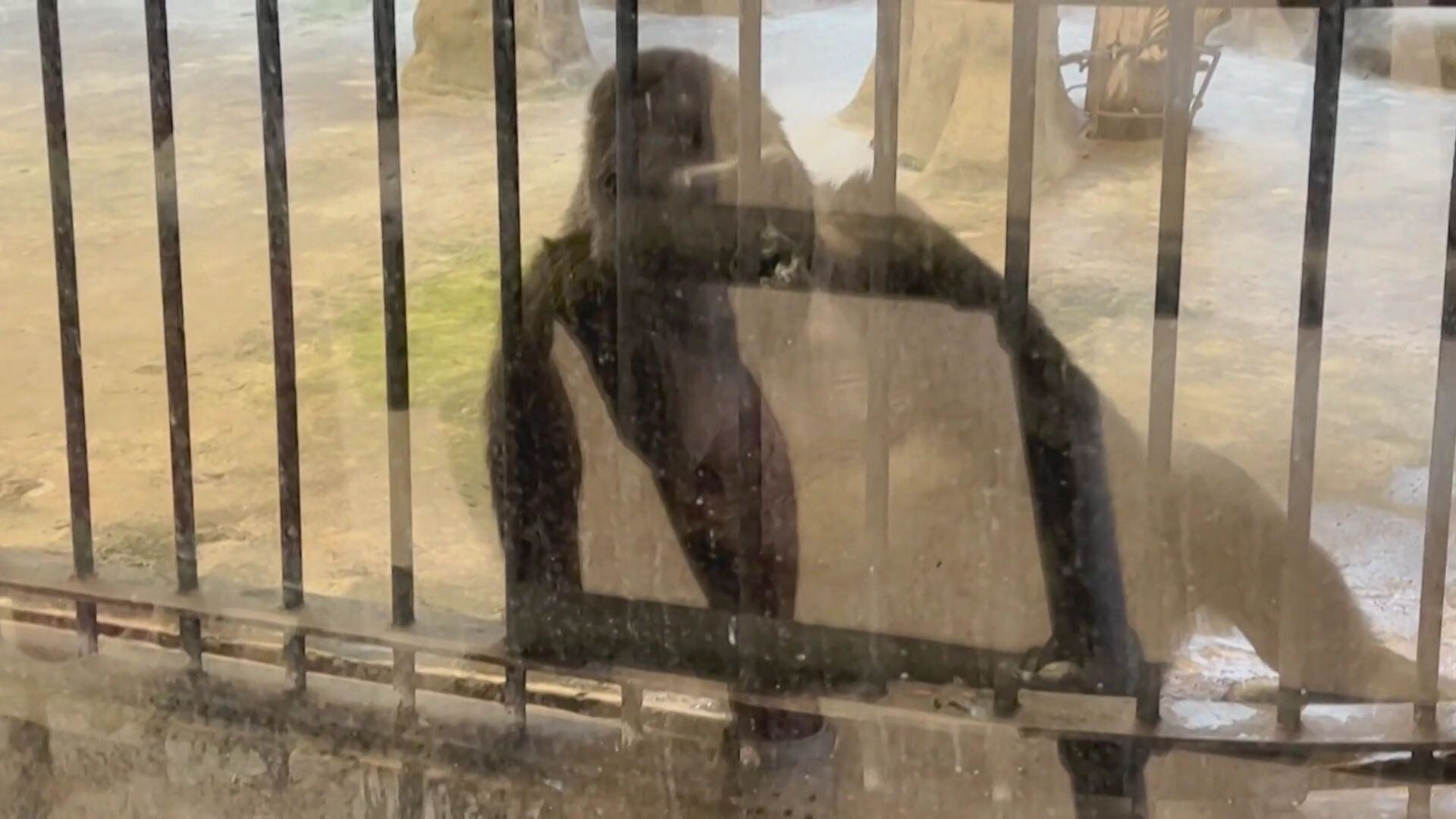 La lucha para liberar a Bua Noi, el último gorila de Tailandia (Captura de pantalla)