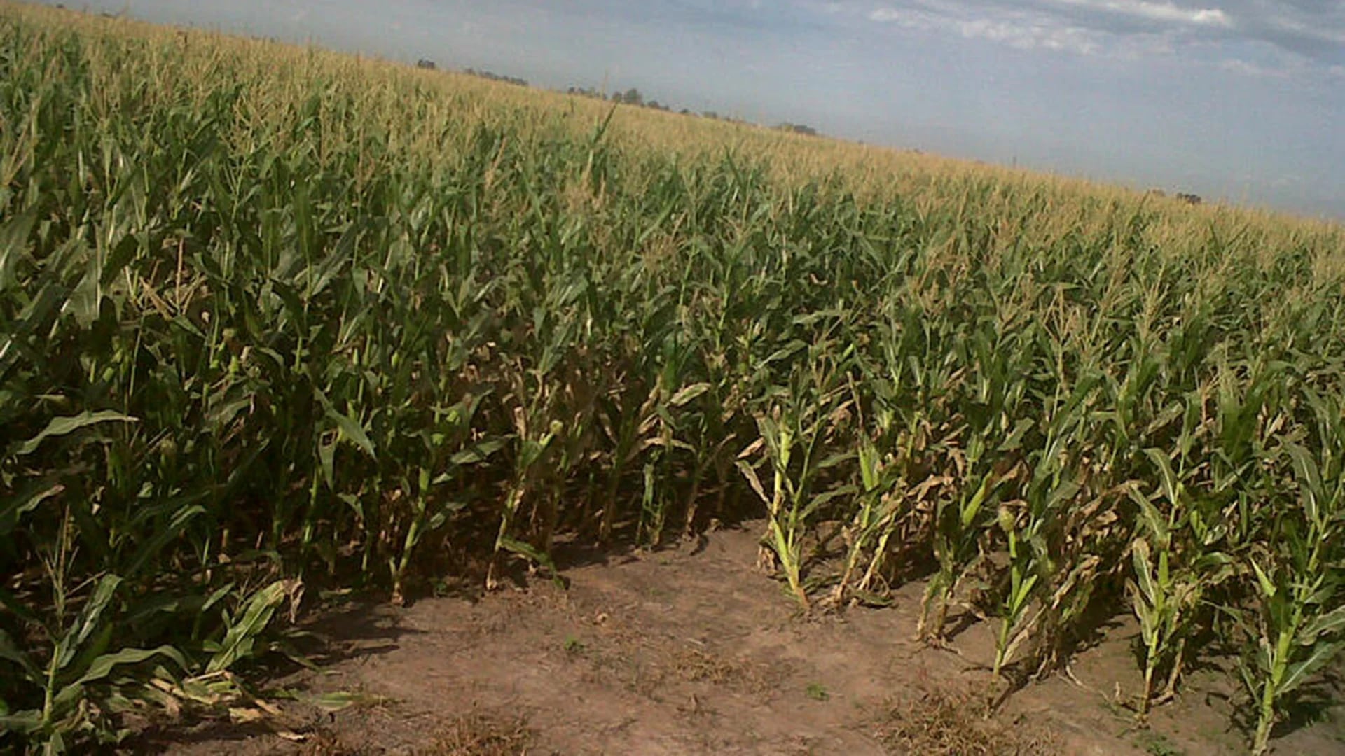 Hoy es considerado un híbrido precoz aquel maíz que esté por debajo de los 100 días desde que se siembra hasta que se cosecha. En la foto: Illinois 893 en estado fenológico R3