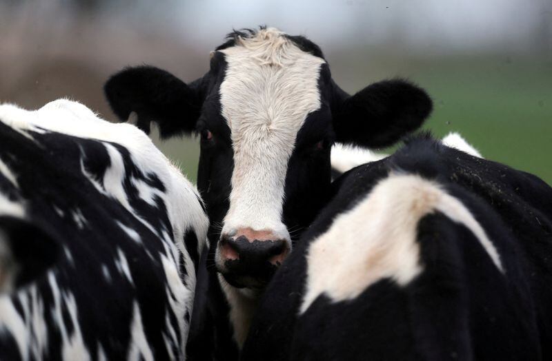 El USDA dijo que el ganado lechero en Texas y Kansas había dado positivo por gripe aviar, pero la agencia afirmó que el suministro de leche era seguro (REUTERS)
