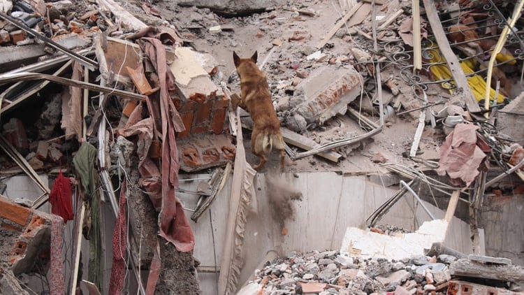 Uno de los perros de ACECC trabajando en el terremoto de México en 2017 (ACECC)