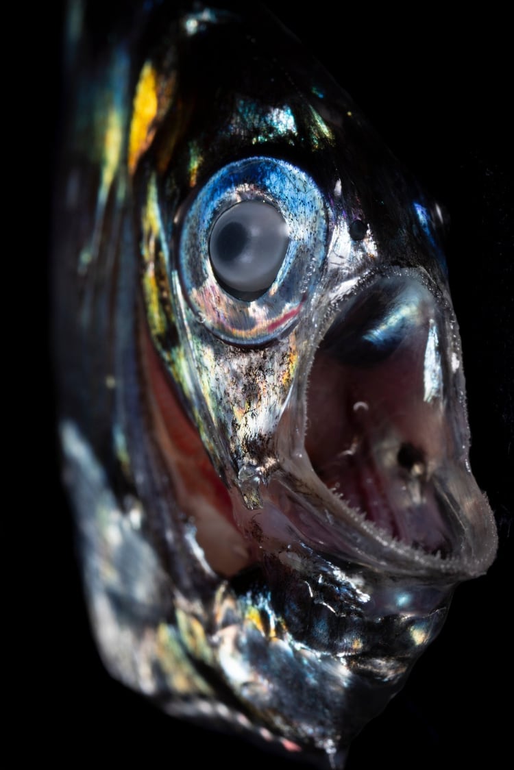 Un sternoptíquido (pez hacha) transparente: su aspecto se vuelve menos feroz al comprender que su tamaño es pequeño. (Paul Caiger/Woods Hole Oceanographic Institution)