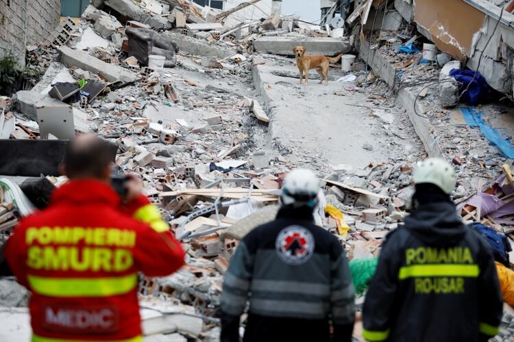 Un perro de rescate busca supervivientes en un edificio, el 28 de noviembre de 2019 (REUTERS/Florion Goga)