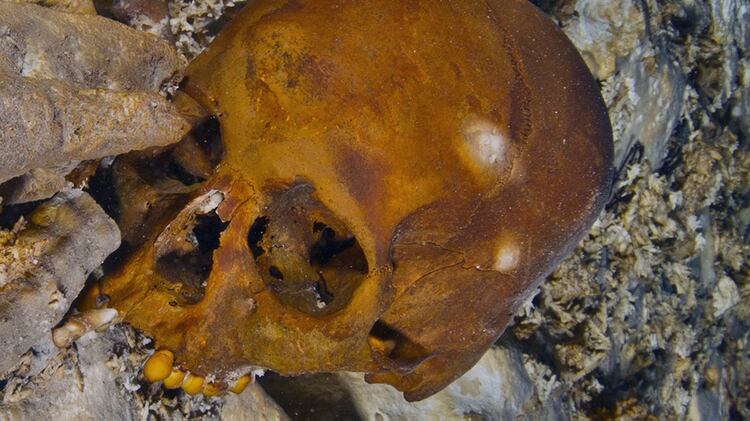El cráneo de Naia fue hallado en la cueva de Tulum en 2012 y presentado dos años después (AFP /INAH/Roberto Chavez Arce)