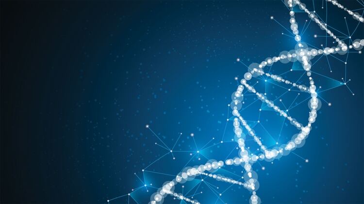 Para reconocer las marcas a nivel genético el equipo utilizó la técnica CRISPR. Se trata de diminutas tijeras genéticas que permiten cortar pedazos de ADN e incluso insertar otros pedazos en diferentes partes de la cadena. (Getty Images)
