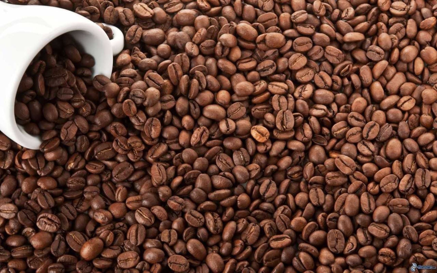 Al año, 10.000 millones de kilos de los desechos del mundo corresponden al café (Andina)