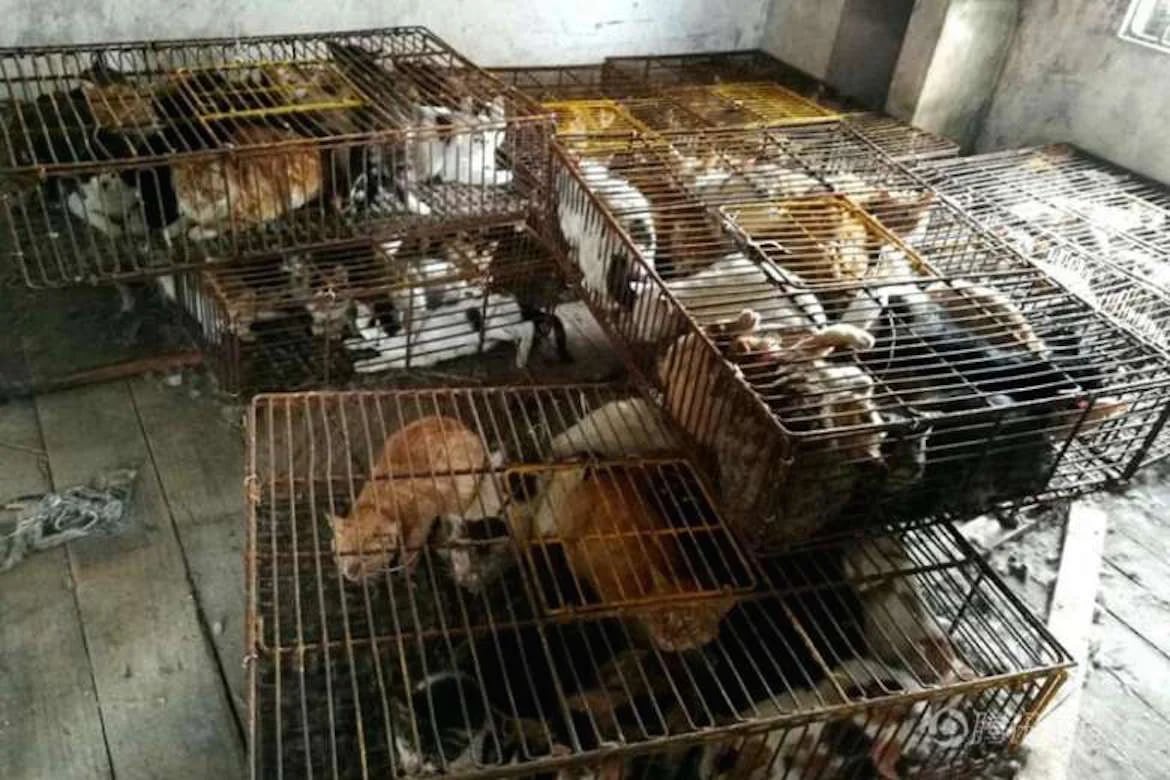 Los felinos estaban encerrados en jaulas y en una situación muy precaria. (Sina Weibo)