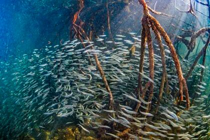 Los investigadores crearon lagos artificiales para estudiar las consecuencias ecológicas de los eventos de mortalidad masiva. Estos contenían una red alimentaria de tres niveles: fitoplancton, zooplancton y peces (EFE/Octavio Aburto)