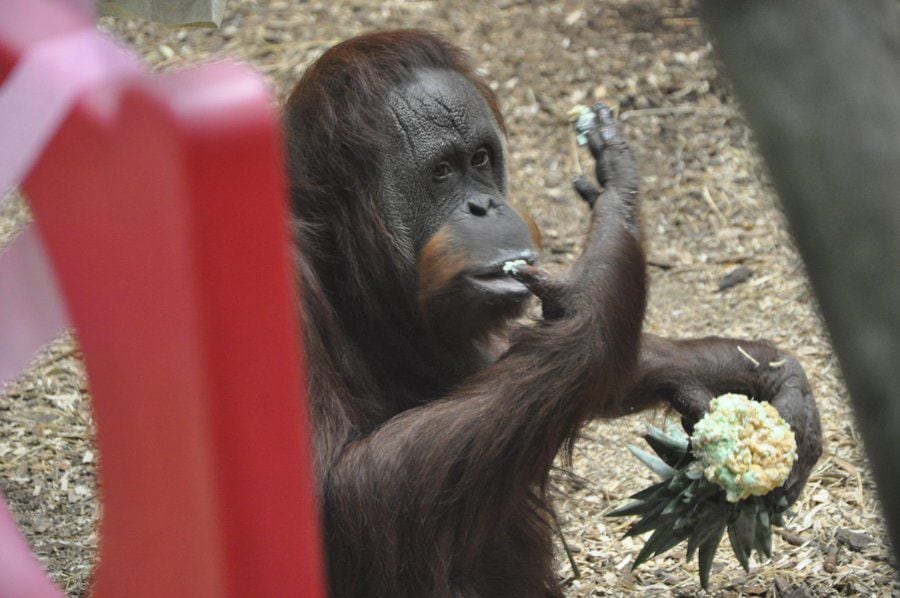 El zoológico de Louisville explicó la primate le gusta mucho ver lo que las personas tienen dentro de sus mochilas o bolsos (Twitter @LouisvilleZoo)
