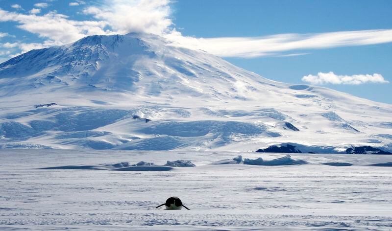 Un pingüino emperador solitario se desliza sobre su panza por el Mar de Ross congelado, con el volcán Erebus de fondo, frente a la Isla de Ross en la Antártida