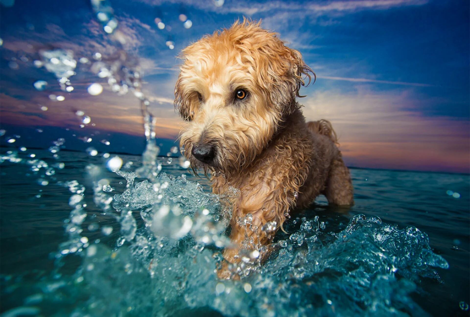 Categoría Perros jugando. La terrier Petey fue retratada jugando en la costa de Boston, Massachusets (© Kaylee Greer)