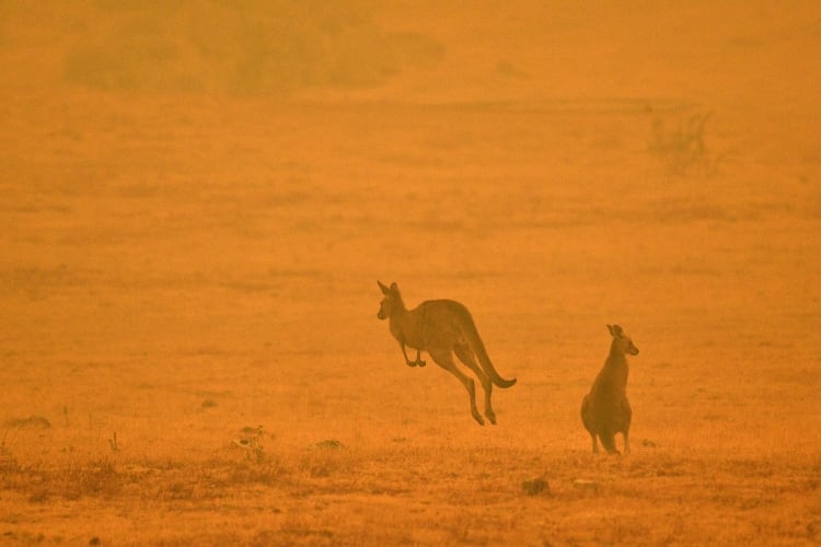 Dos canguros escapan de las llamas (Photo by SAEED KHAN / AFP)