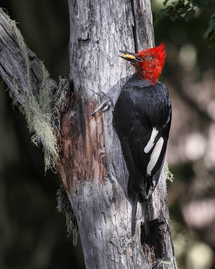 Es posible visitarlo en cualquier época del año porque hay actividades para todo (@naturalezasur) 