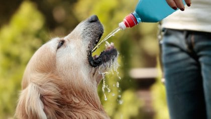 La hidratación es vital en las mascotas para evitar un golpe de calor (iStock)