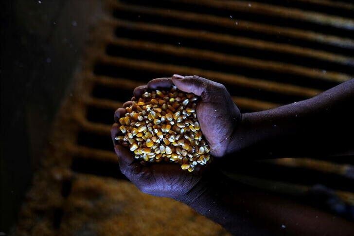 En una mano, granos de la "safrinha", la segunda cosecha maicera anual de maíz en Mato Grosso, en el "Cerrado" brasileño  (Reuters)