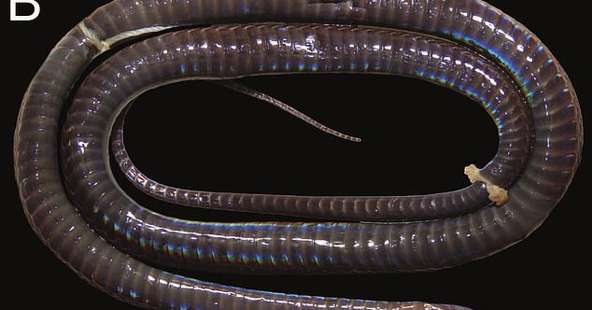 Photo of Una rara serpiente colorida encontrada en Vietnam que ha fascinado a la comunidad científica