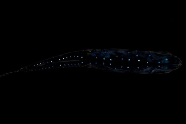 Así se ve la contra-iluminación con que los peces se hacen invisibles a sus depredadores. (Paul Caiger/Woods Hole Oceanographic Institution)