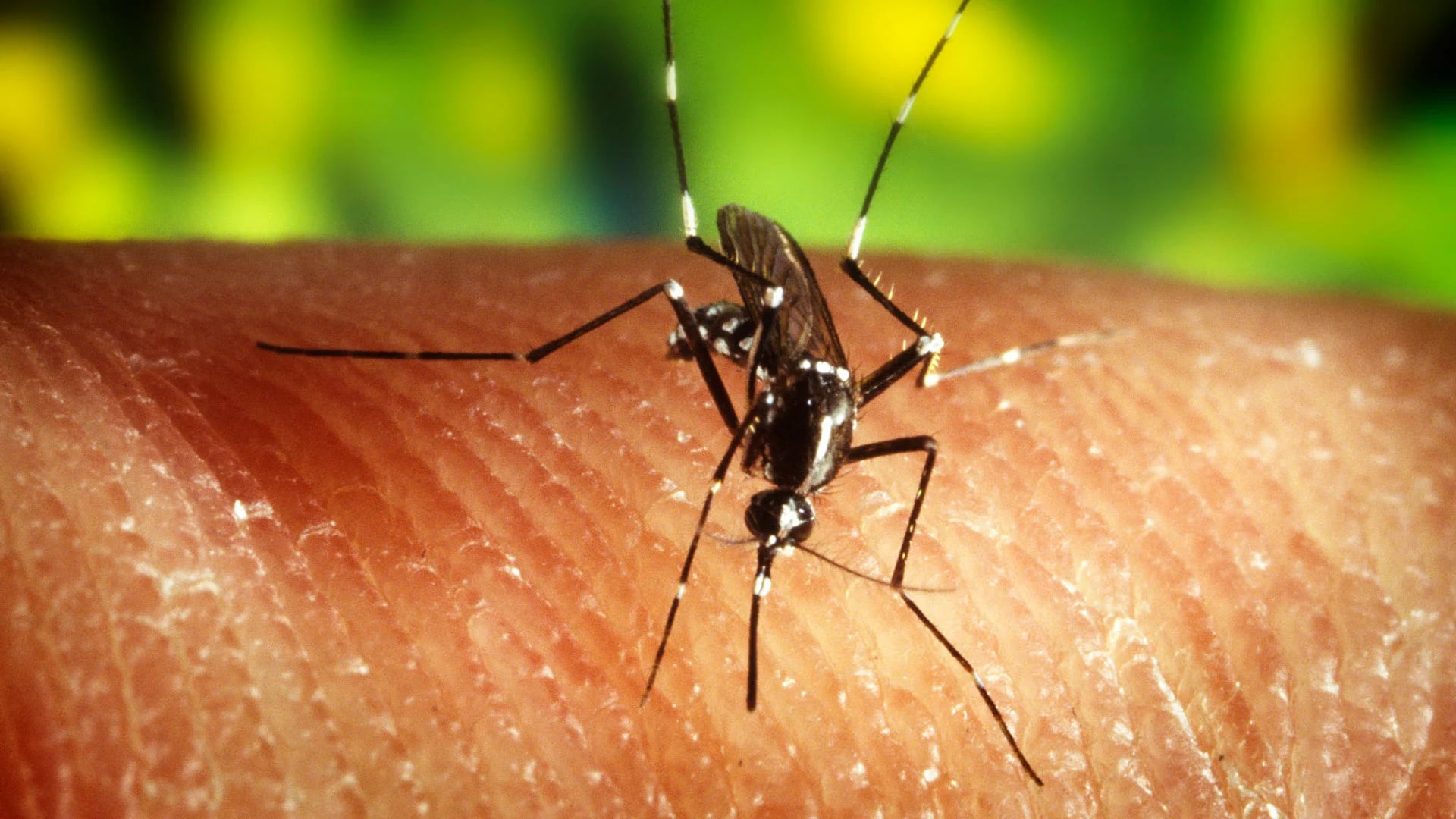 La fiebre del zika es una enfermedad viral transmitida por el mosquito Aedes aegypti (Shutterstock)