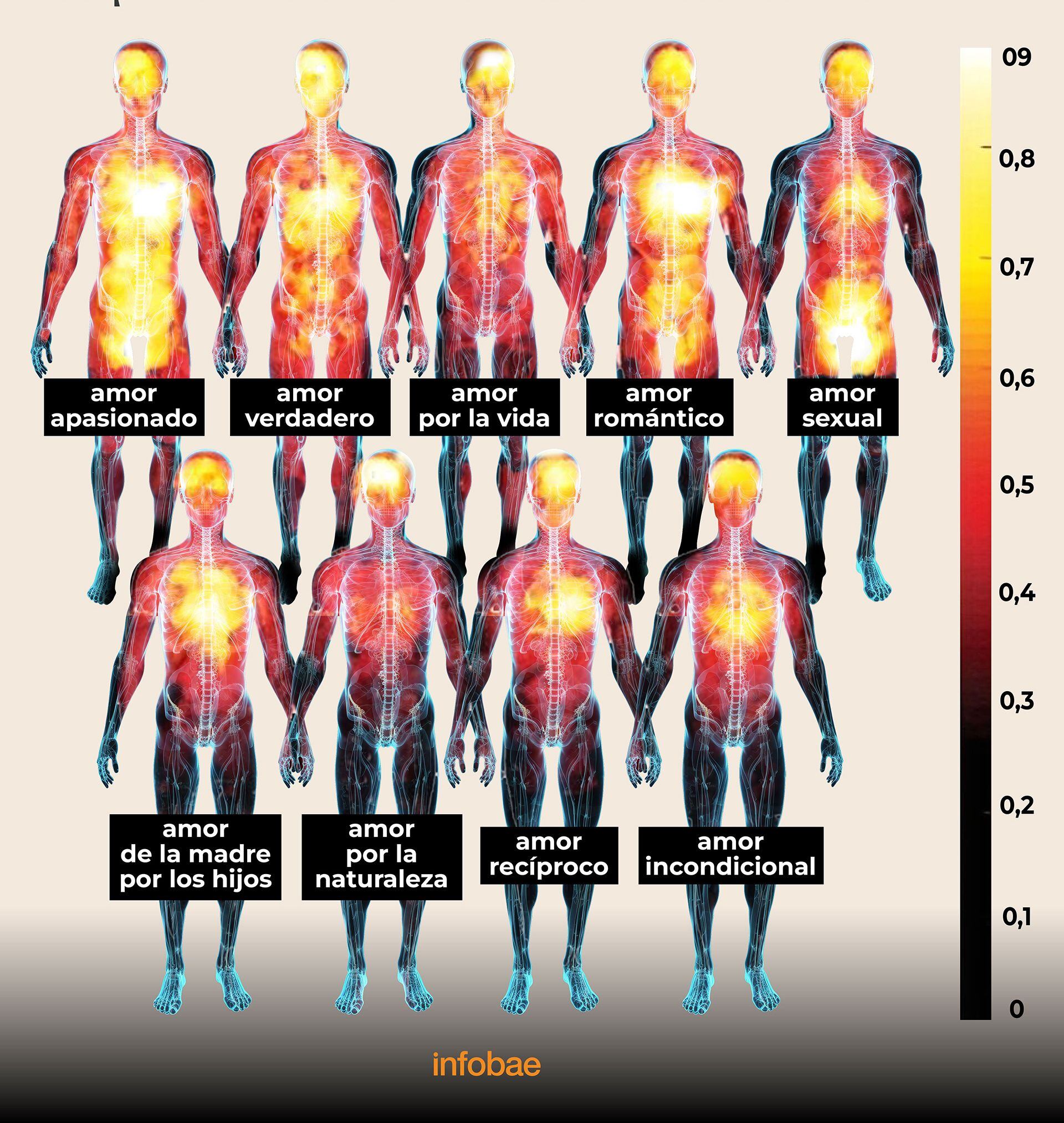 “Los tres amores más sentidos de nuestros mapas corporales son el ‘amor apasionado’, el ‘amor verdadero’ y el ‘amor por la vida’, manifestaron en el estudio. (Crédito: Psicología Filosófica) (Gráfico de Marcelo Regalado)