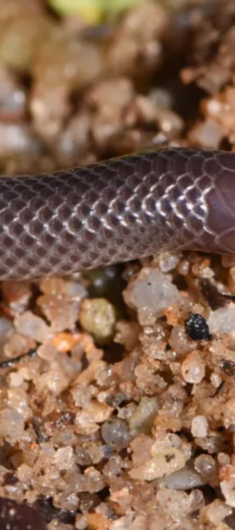 Trasplante Ineficiente Aparentemente La peligrosa especie de serpiente descubierta en Nueva Guinea capaz de  pudrir la piel - Infobae