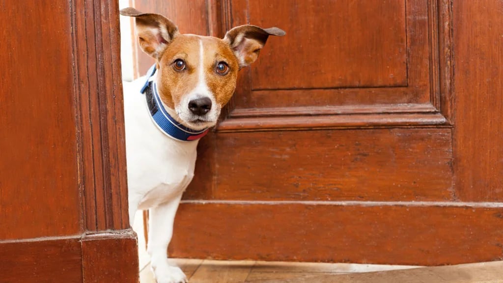 Para un perro no existe tal cosa como la privacidad (Shutterstock)