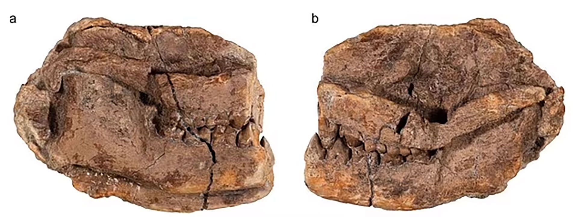 Se estima que el Militocodon lydae apareció unos 600.000 años después de la extinción masiva (Denver Museum of Nature & Science)