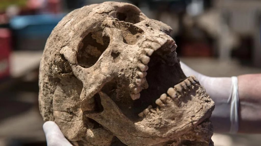 Restos humanos enterrados hace casi 3 mil años en el sur de Israel fueron hallados por arqueólogos que trabajan en el sitio hace 30 años (Leon Levy Expedition)