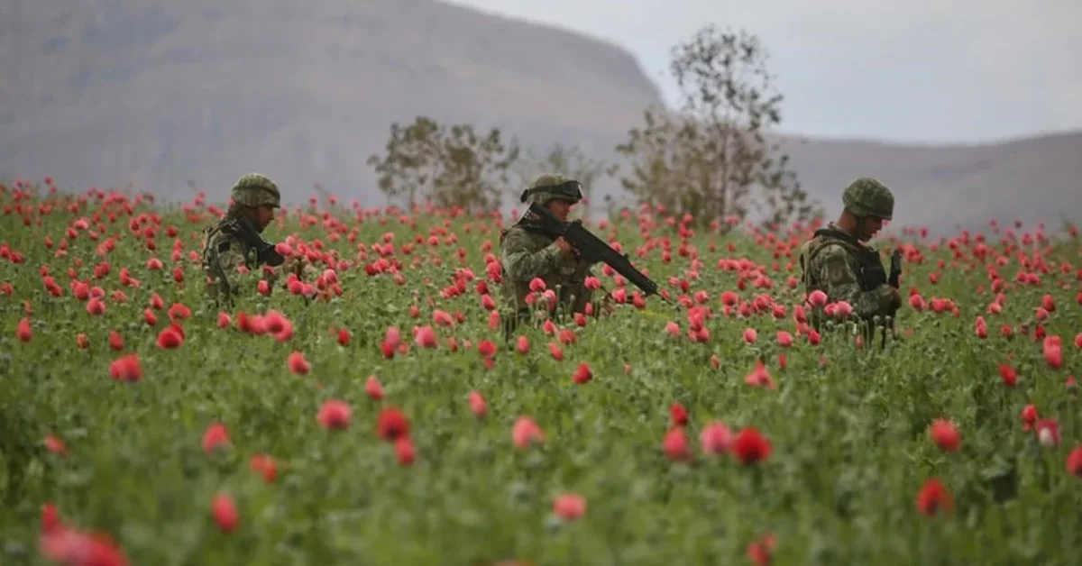 How the Sedena sniffed out the biggest poppy planting of the year in the Sinaloa Cartel Estates