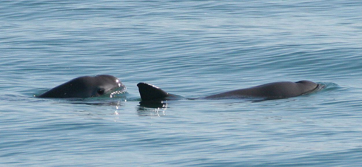 La vaquita marina está en peligro de extinción por la pesca de totoaba. (Paula Olson, NOAA/Wikicommons).Vaquita marina, tití cabeciblanco, nutria gigante, delfín rosa, pinguino de los galápagos, animales en peligro de extinción, 2024