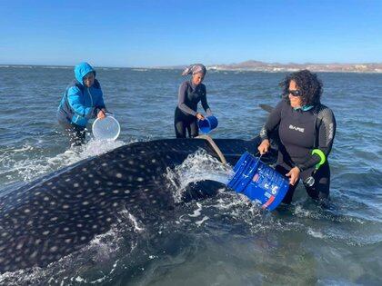Los habitantes de La Paz se unieron para ayudar a un tiburón ballena que había quedado atrapado (Foto: Facebook@MuseoDeLaBallenaPage)