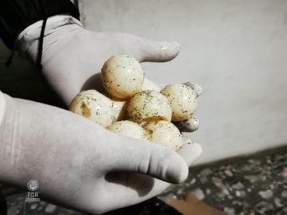 Los huevos de tortuga se venden en el mercado negro, en zonas como Tepito (Foto: FGR)