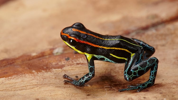 Dendrobátidae o rana venenosa de dardo capturada en uno de sus viajes a Perú (Frank Deschandol)