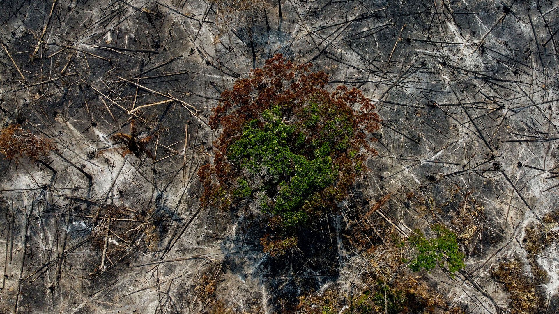 Amazonas declaró la emergencia ambiental por los incendios (MICHAEL DANTAS/AFP)
