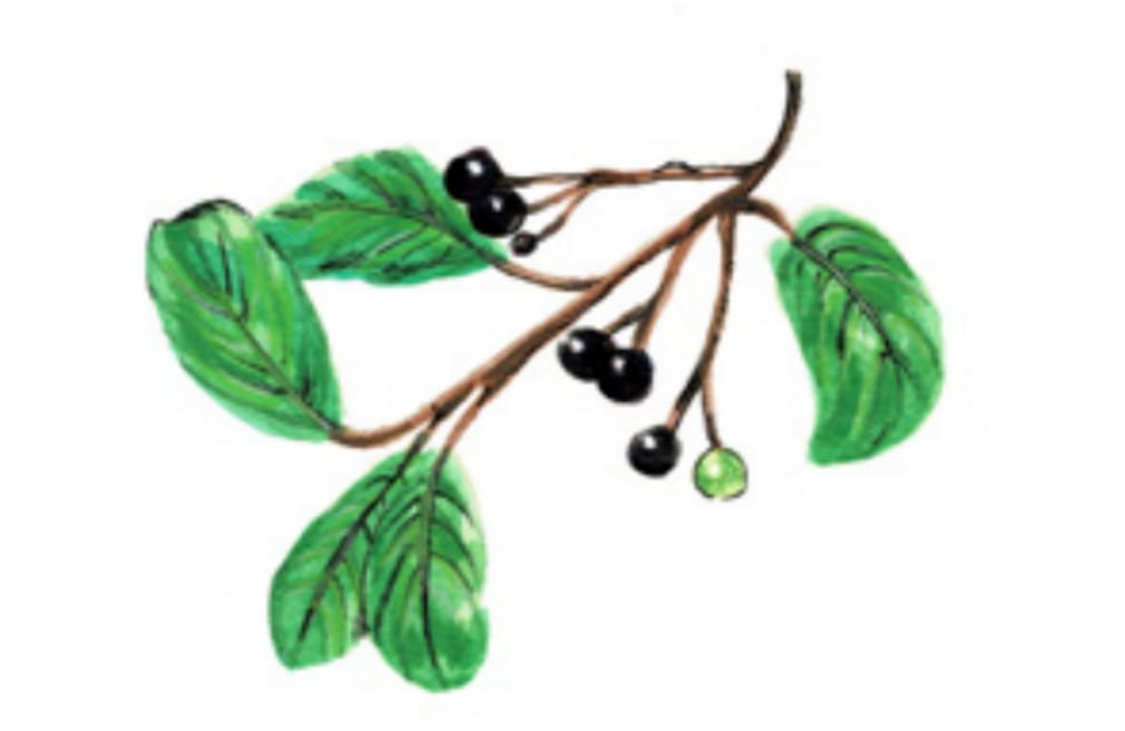 La parte más usada de la cáscara sagrada es su corteza (INPI/Ximena González Morales)