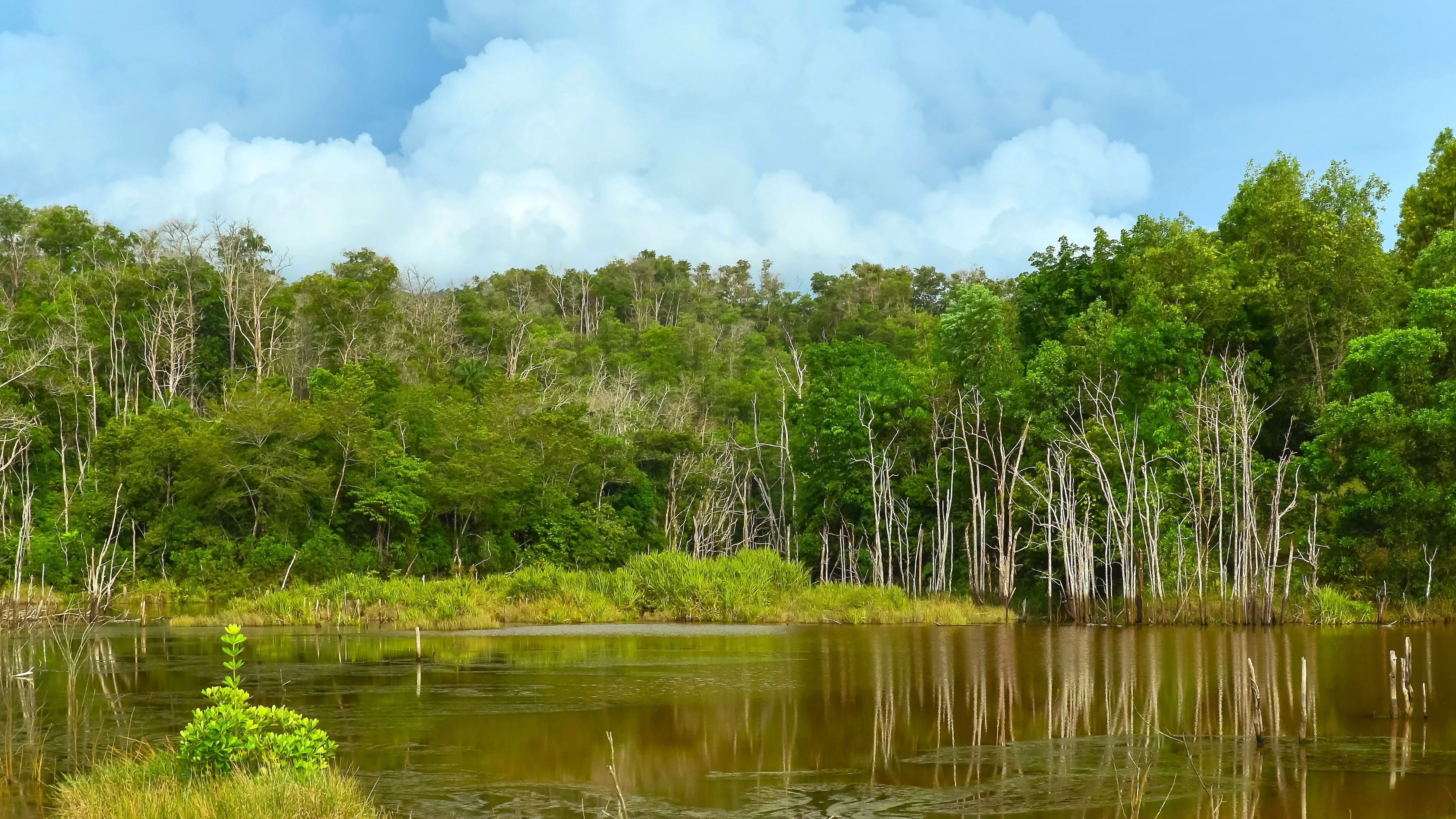 El gobierno de Malasia ha minimizado el impacto climático de la industria del aceite de palma en varias categorías en sus informes de la ONU. En 2016, Malasia afirmó que no había convertido un solo acre en tierras de cultivo (Getty)