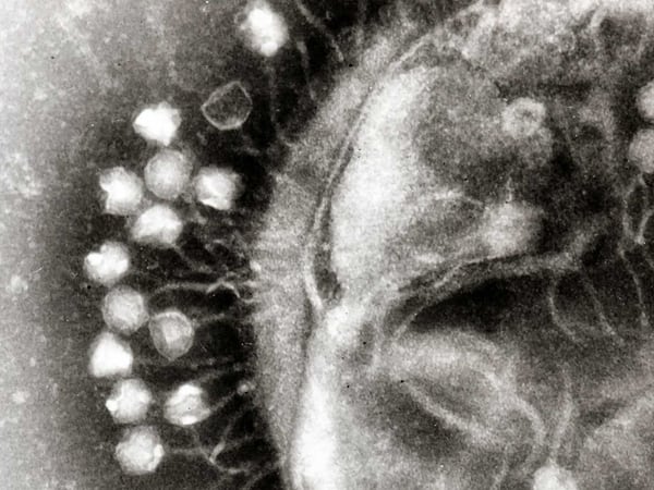 Una imagen de fagos en pleno ataque de una bacteria. (Wikipedia/Graham Beards)