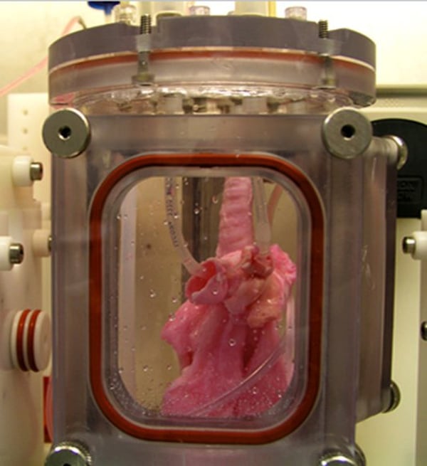 En los biorreactores construidos por los investigadores, la estructura vaciada de células y sangre se usa para construir un pulmón artificial a medida. (Joan Nichols/UTMB)