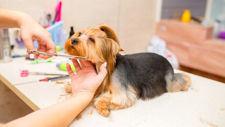 Es interesante, también, rapar a los perros antes de que el verano comience. Esto disminuirá el tamaño de los pelos y, consecuentemente, el calor (Shutterstock)