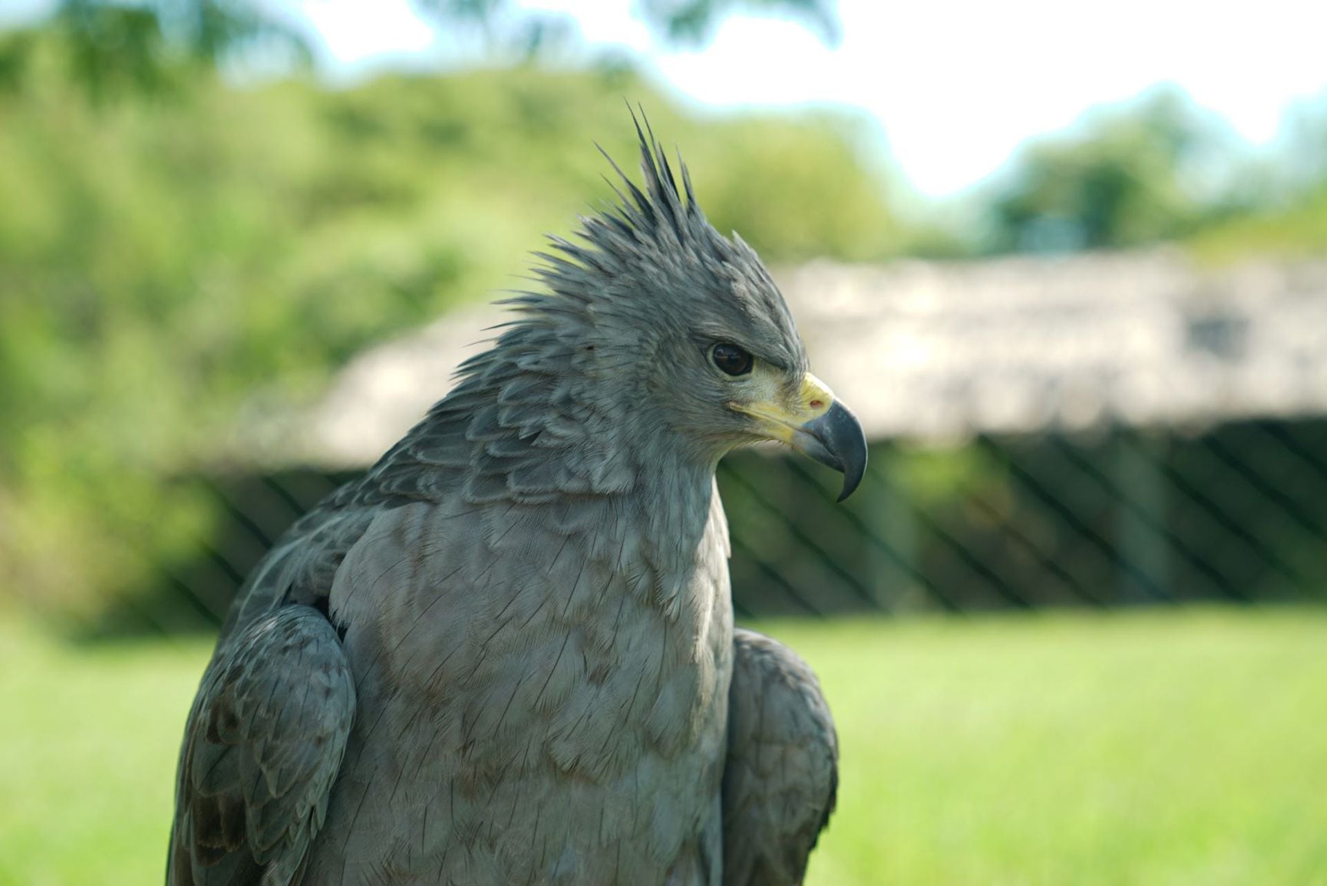 El águila coronada es una de las aves rapaces más amenazadas de Sudamérica considerándose una especie en peligro de extinción a nivel nacional e internacional