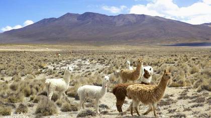 Foto de un grupo de alpacas 