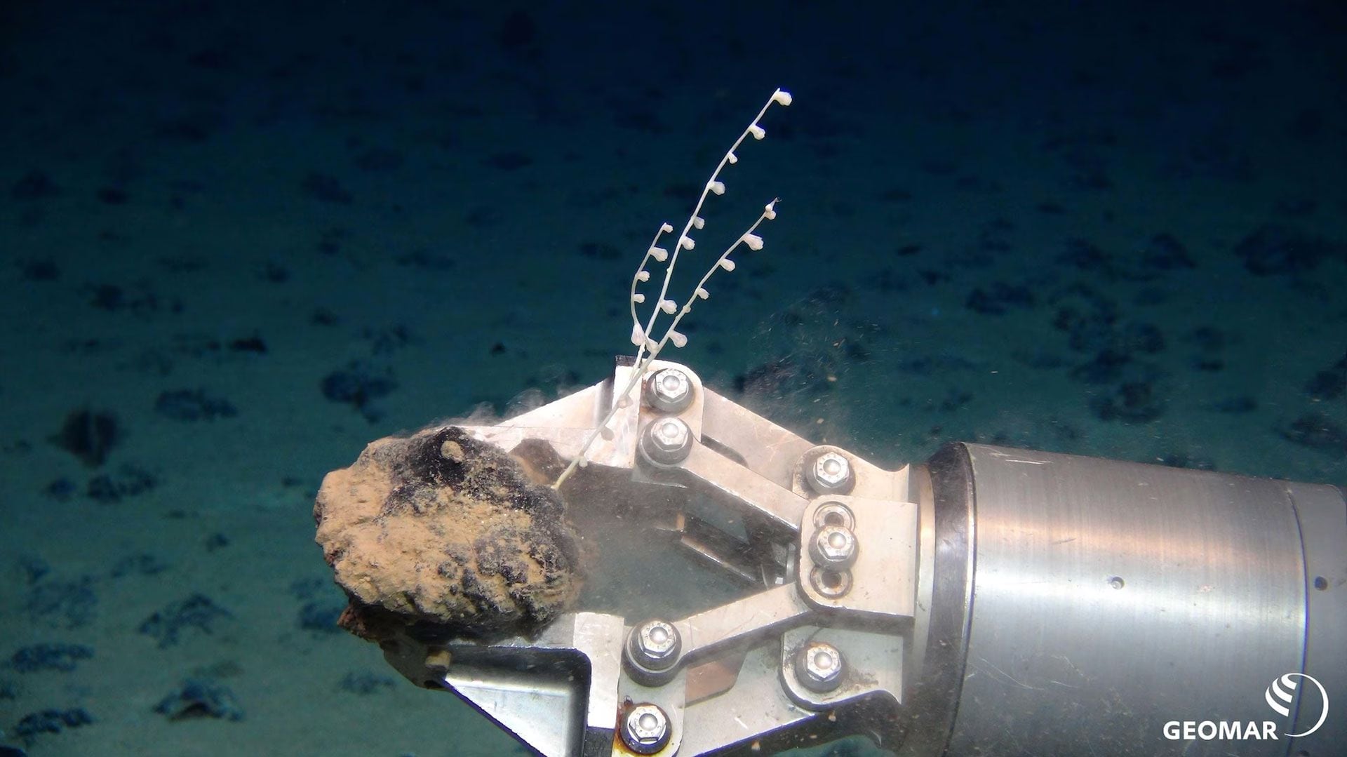 La expedición del ROV KIEL 6000 en 2019 al fondo marino de la zona Clarion-Clipperton encuentra un nódulo polimetálico sobre el que crece un coral (Equipo ROV/Geomar)