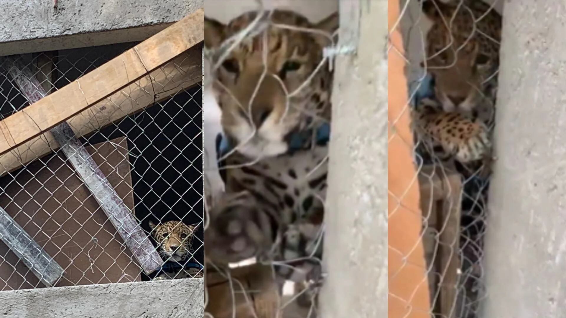 Así lograron el rescate de “Thalía”, un jaguar que vivía en habitación de una casa en Xochimilco