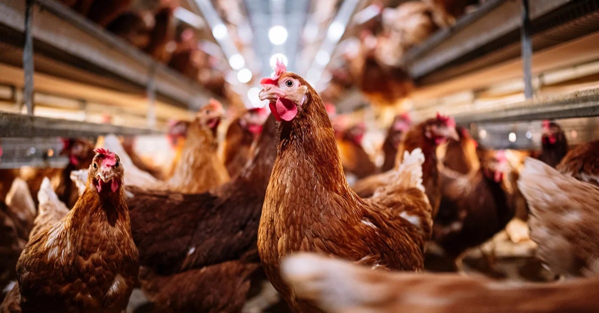 The government has tightened controls to ensure that bird flu does not reach productive points