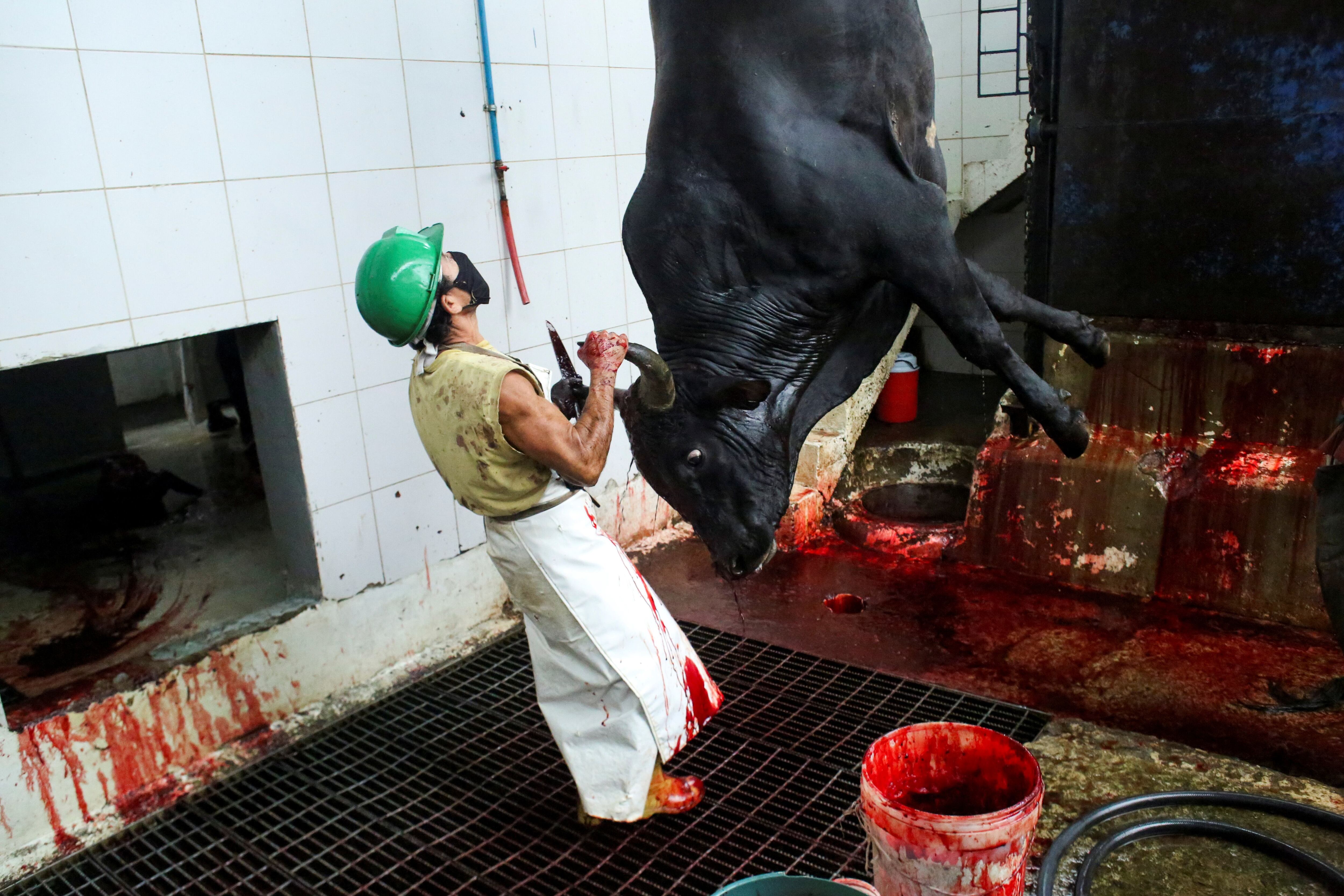 Un trabajador almacena la sabre de una vaca antes de prepararla para la venta 