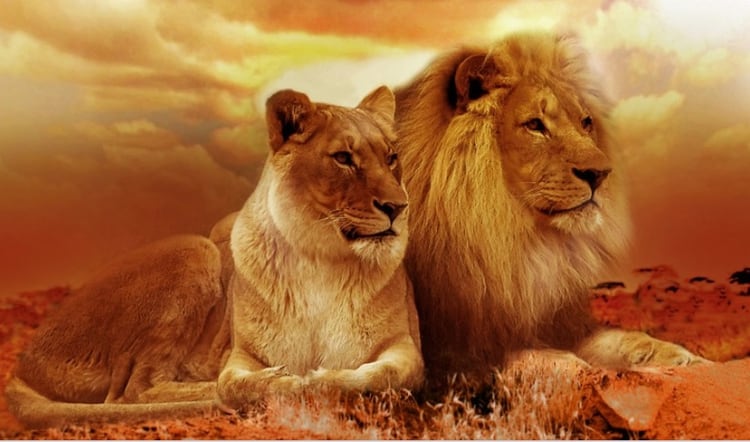 Las leonas son en quien recae la responsabilidad de cuidar la manada, criar a los cachorros y cazar  Foto: Pixabay